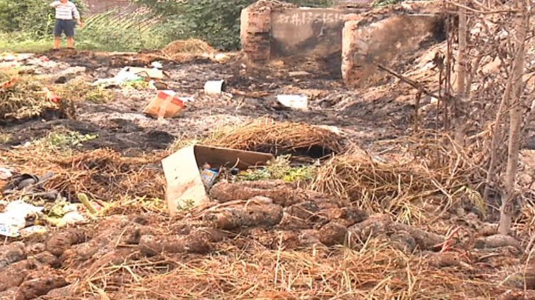 起早種花種菜年入才兩三千元