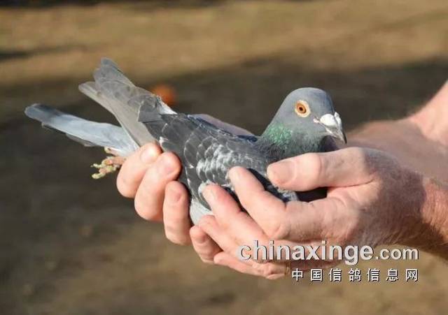 未來湯村項目注定是配套豐富的大型社區